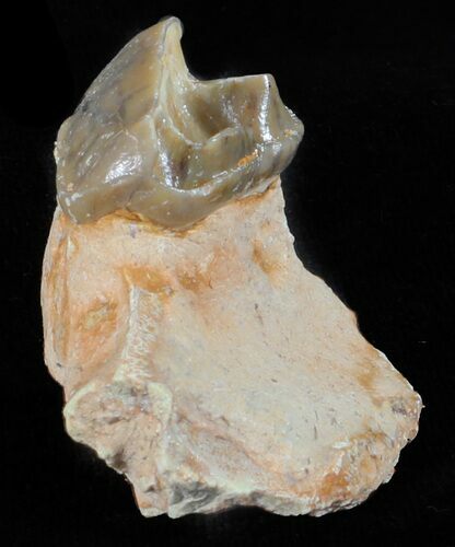 Hyracodon (Running Rhino) Tooth - South Dakota #60963